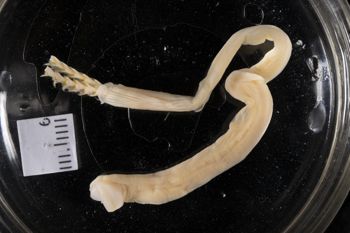 Media type: image;   Malacology 169662 Description: Digital documentation photo of preserved specimen.;